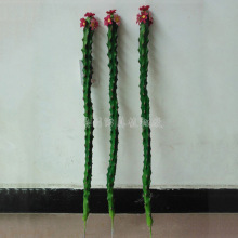 ٶֲ Ʒβ PU޼~廨β