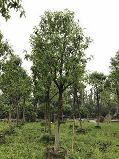 白蘭花樹圖片 海量高清白蘭花樹圖片大全 阿里巴巴