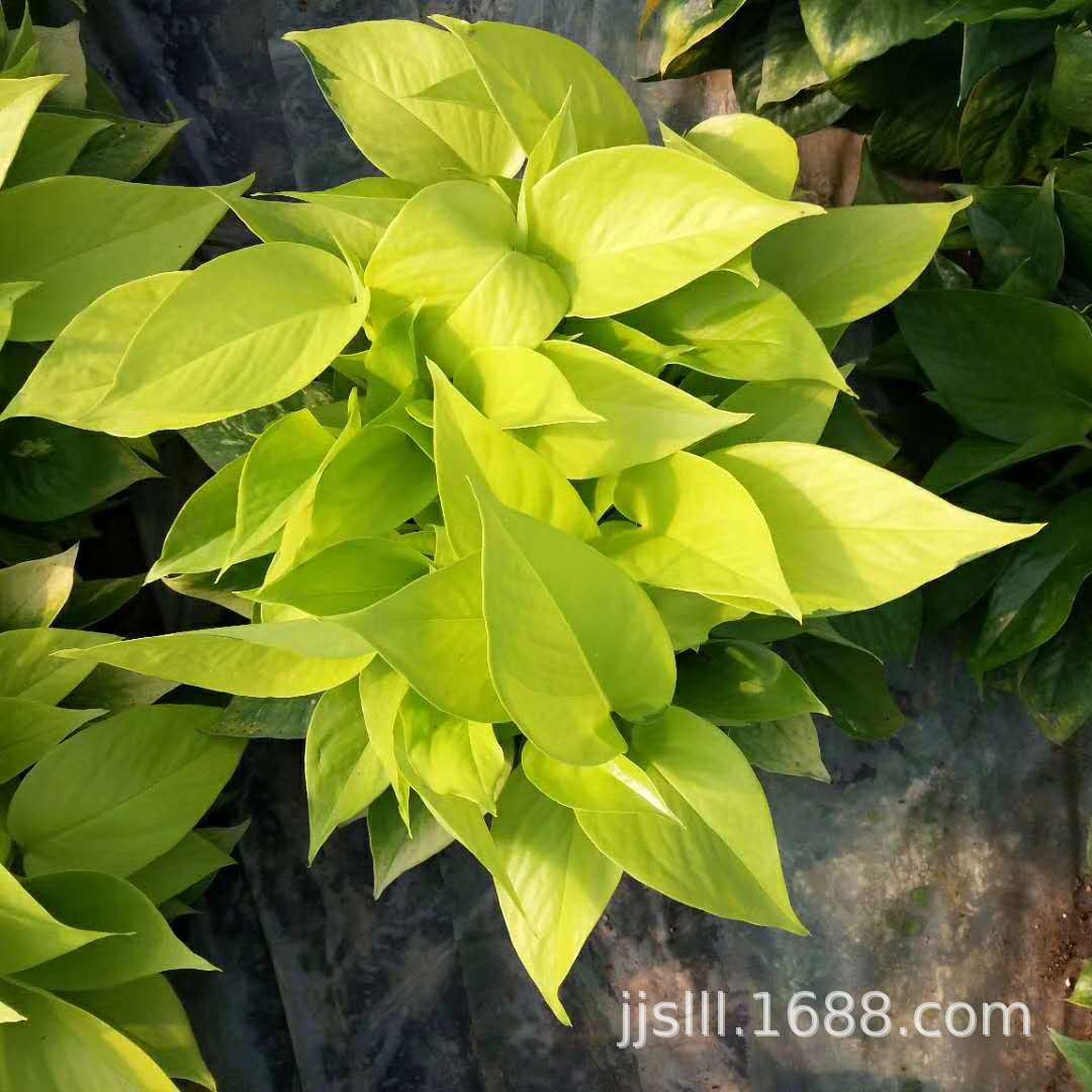 impicture_c1dead02e0be0e671dc5