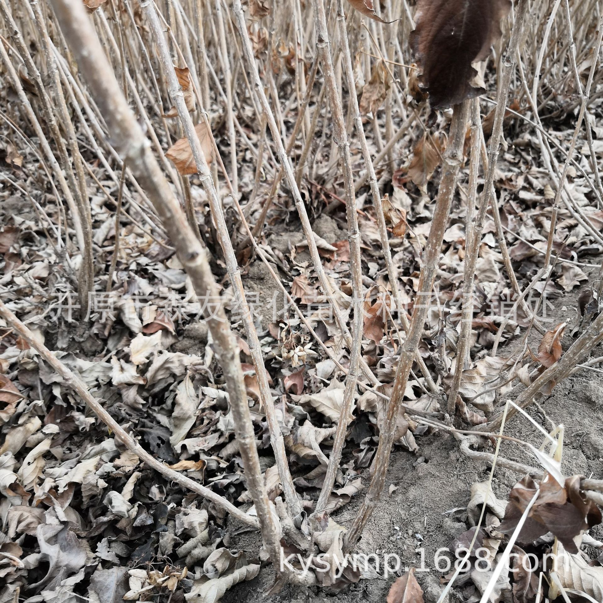 ΢��ͼƬ_201903102130263