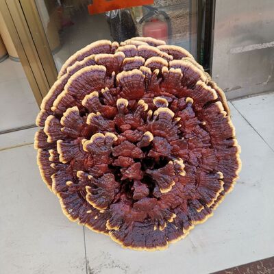 wholesale Watch Ganoderma lucidum Decoration Da Lingzhi Panjing Ganoderma lucidum bonsai diameter 60-100 Artificial cultivation