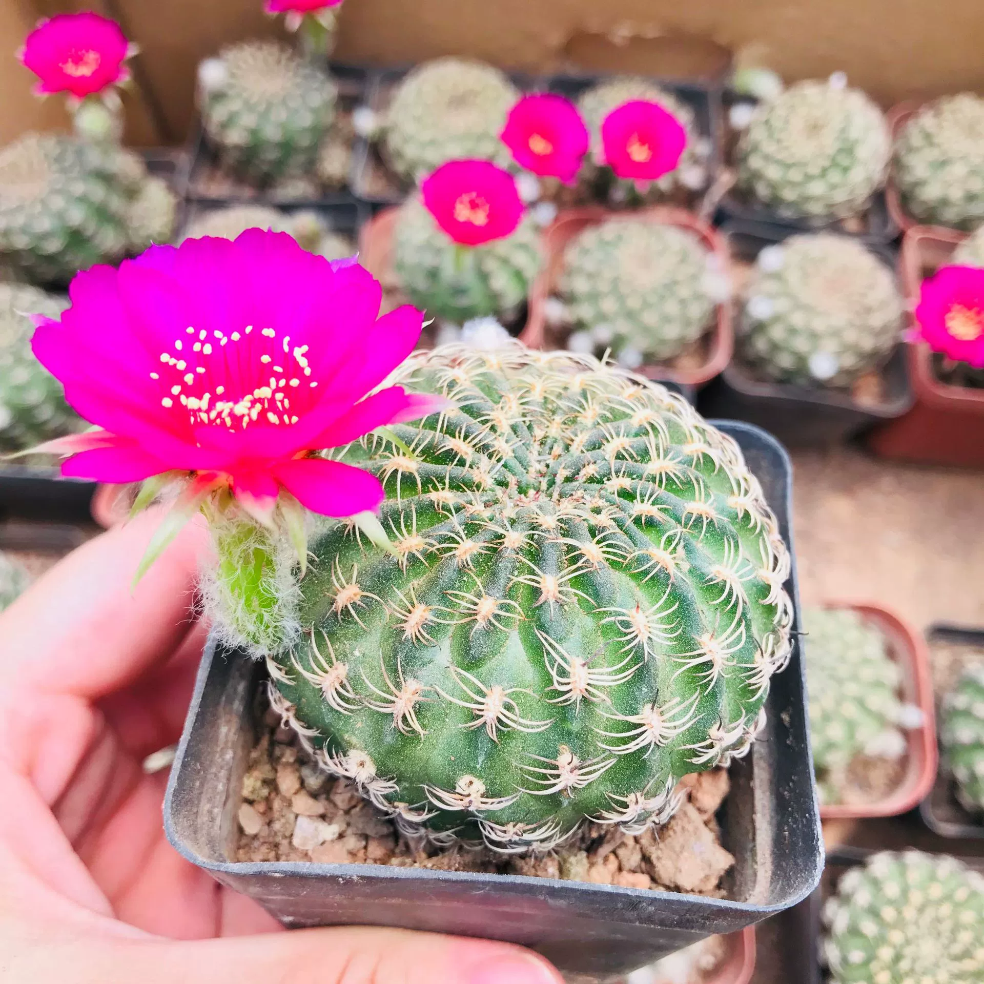 Сочные растения Кактус Таблетки Янчунь Цветущий мясистый формальдегид в горшке Поглощающий кактус Самоукореняющийся мясистый оптом