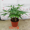 The base batch Daxiufu Fafa Tree Tree Pot 100 Room 100 indoor desktop viewing plants small green plant purification air