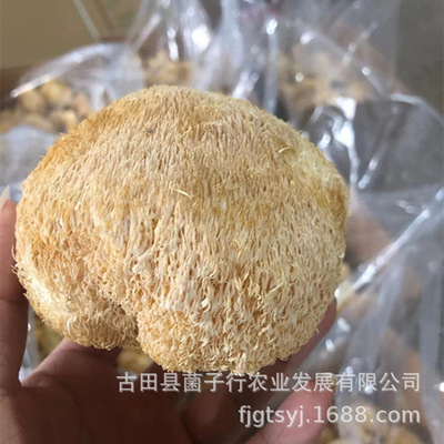 大猴头蘑菇4-5、5-8、9-12厘米长毛食用菌干货土特产批发可磨粉|ms