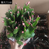 [Base direct batch] Crab claw orchid potted two -color multi -specified New Year's Lunar Flower succulent plants resistance and flowers