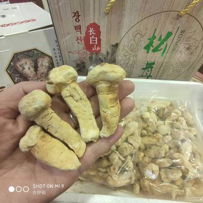 Special purchases for the Spring Festival Order Start Changbai Matsutake trumpet Freeze-drying technology