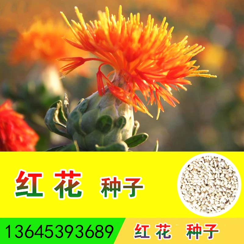 Высокое качество Новый сафлор семян трава сафлора семян четыре сезона посев четыре сезона цветок сафлор семян Всхожесть высокая