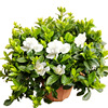 Flowerpot four seasons indoor, green plant lamp for living room for gazebo