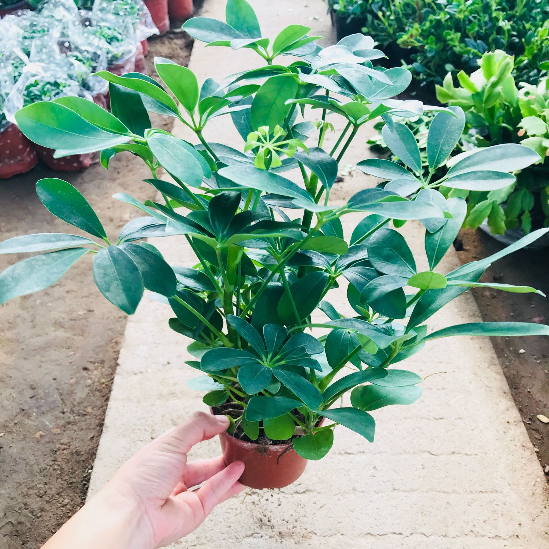 衡水鲜花批发市场引领鲜花行业的潮流风向