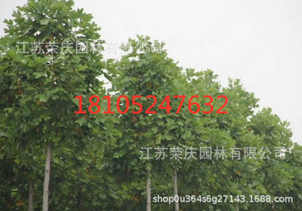马褂木2_副本