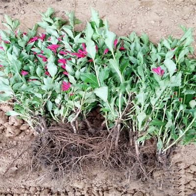 庭院花卉盆栽地栽美國紅王子錦帶花苗錦帶苗高檔綠籬灌木綠化植物