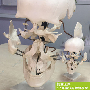 Human Skull Parts (16 Pieces) Human Skull Model Human Skull Model Skull Bone Separation Model