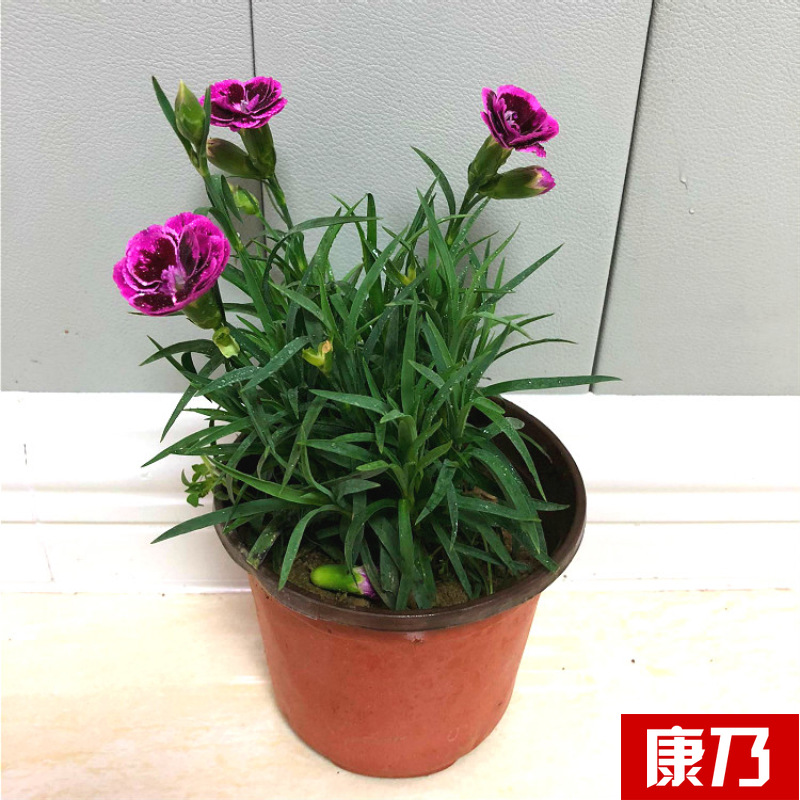 Planta verde de escritorio mayorista flor de oficina flor de rosa verde árbol rico base de plantas de maceta interior suministro image 28
