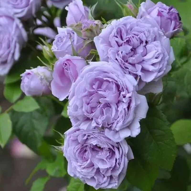 Оптовый Японский сорт большой цветок розовый синий небесно-голубой Небесный сильный аромат четыре сезона Цветущий балкон сад розовый синий