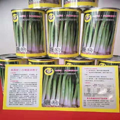 本公司常年批发四季蒜苗种子 白根蒜苗种子 原种无病害 快递包邮|ms