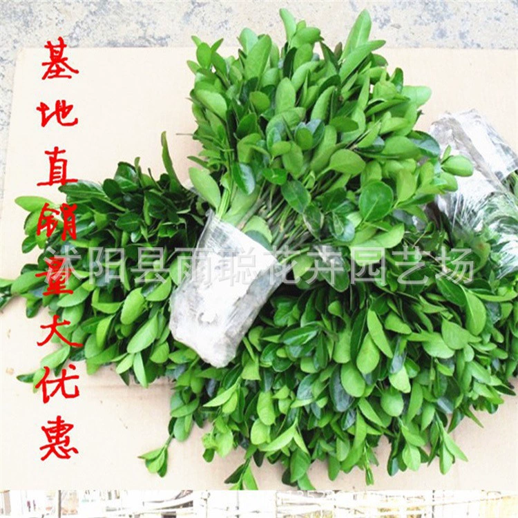 Холли Вэй копье посадил двор дорога озеленение цвет блок хедж вечнозеленый все сезоны Большая скидка