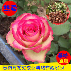 基地直销 昆明玫瑰花种苗 月季小苗 四季开花 园林园艺苗木批发