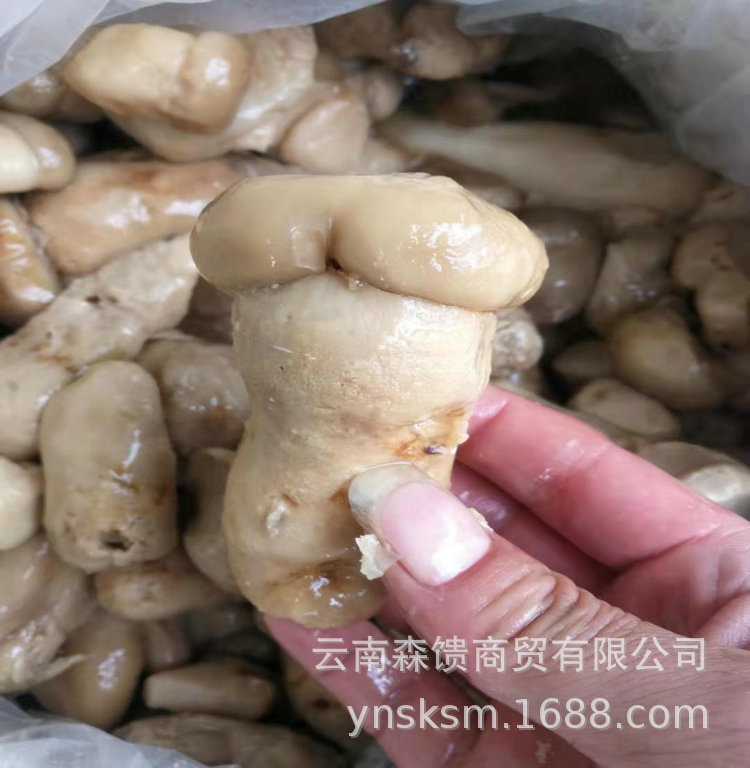 Old Man's Head Salted Mushroom Saltwater bacteria Salted Boletus (Net weight Forty three kg . One piece