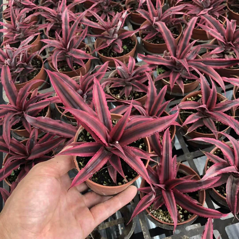 База напрямую поставляет небольшие горшечные растения, зеленые растения, цветы, беспочвенные растения, воздушный ананас 90 # красный киананас