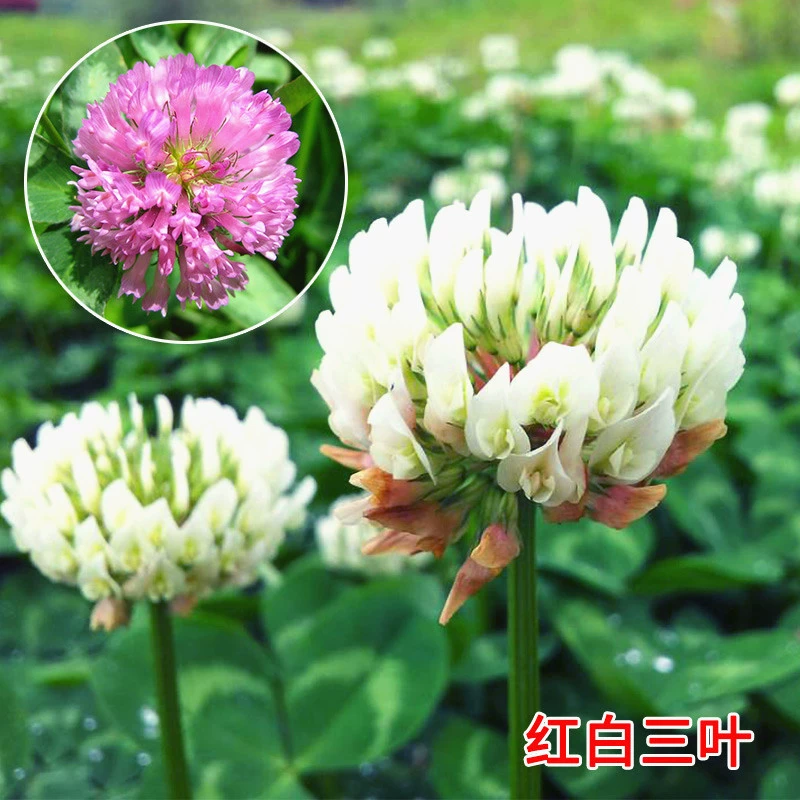 Импортные Семена Газона Теплый Сезон Семена Травы Три Листья Оксалис Сафлор Клевер Белый Цветок Клевер Семена