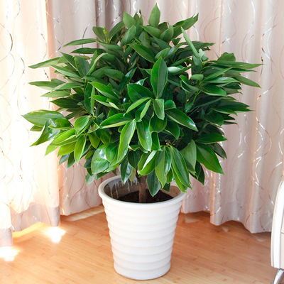 批发平安树盆栽 幸福树盆栽 办公室室内盆栽净化空气大型观叶绿植
