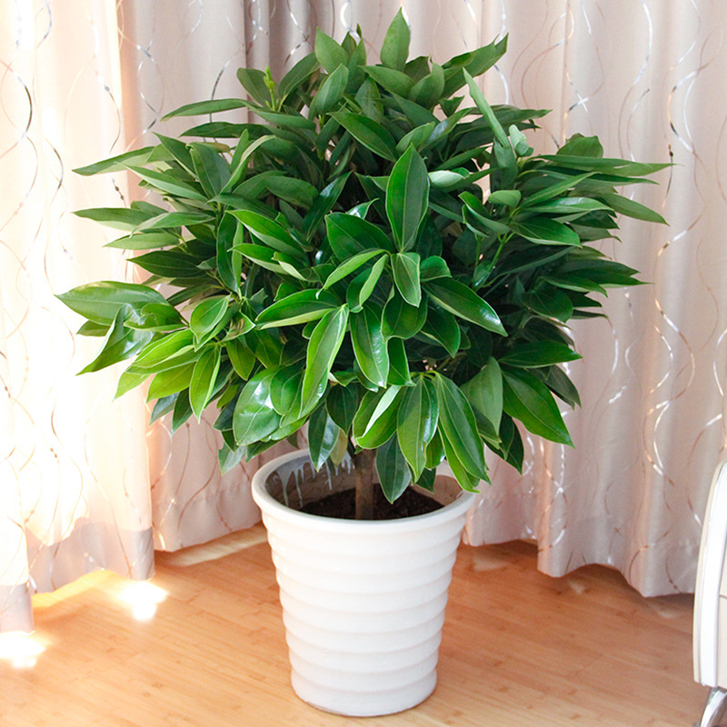 批发平安树盆栽 幸福树盆栽 办公室室内盆栽净化空气大型观叶绿植