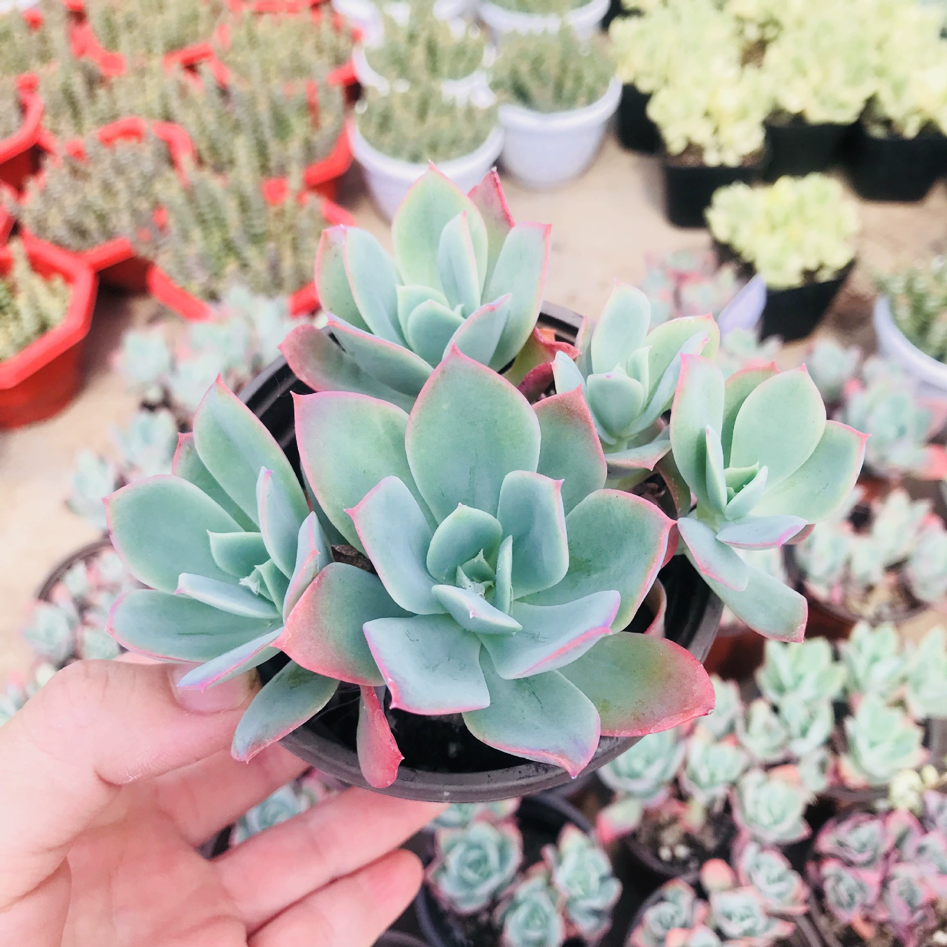 Суккулентное растение Маленькая горшечная подорожница Chiruluo Plump в группе и в хорошем состоянии Хорошее растение в помещении Chiruluo Plump