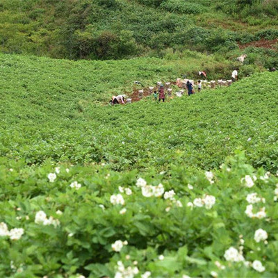 Yunnan Farm fresh Redskins Yellow Heart Potato Potato Potato 10 Jin A generation of fat
