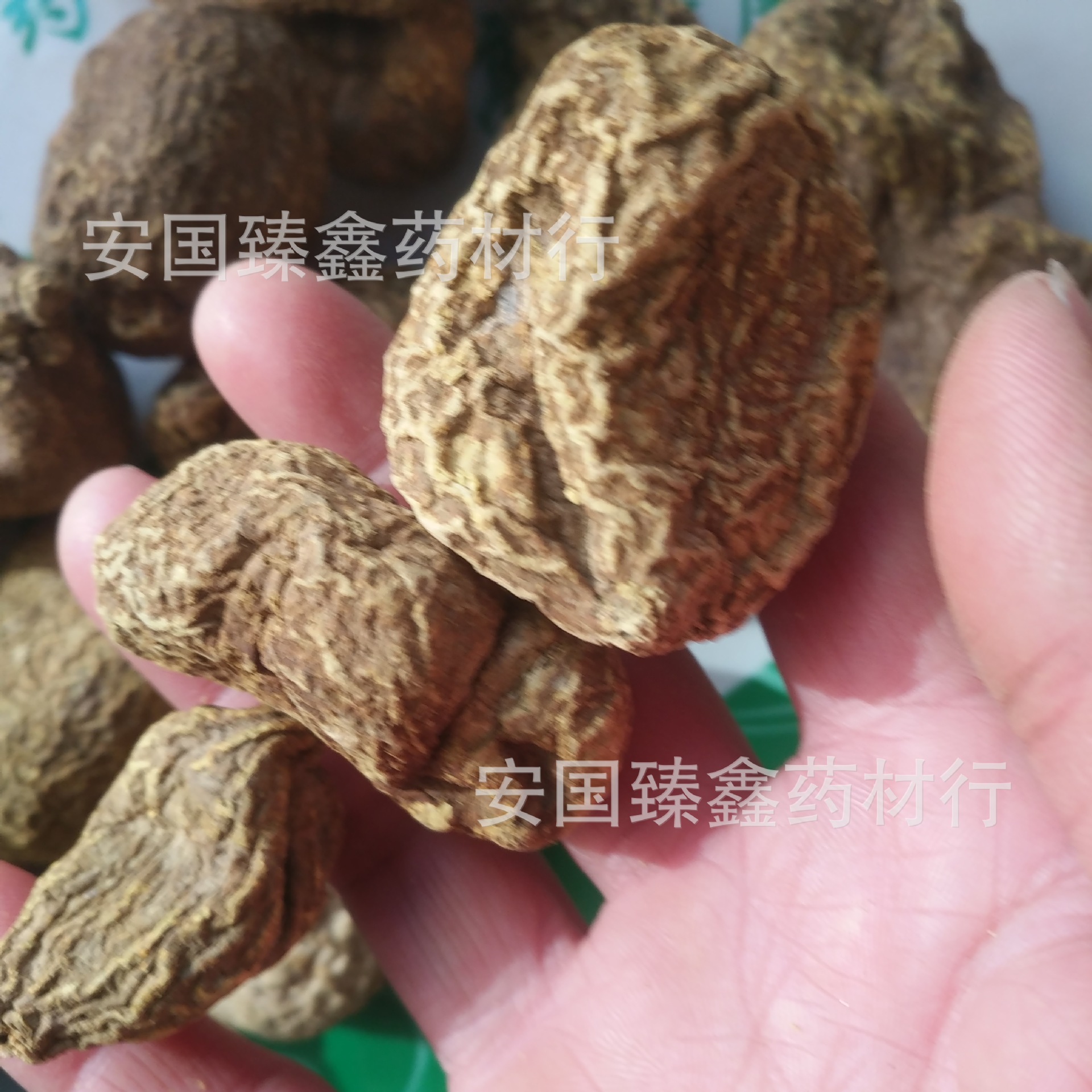 青鱼胆树图片,青鱼胆草图片,青鱼胆草图片大全大图(第15页)_大山谷图库