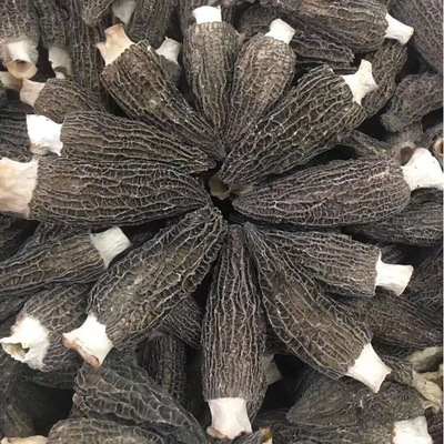 特産食用菌雲南野生羊肚菌幹貨150g頭茬剪柄無根羊肚菌幹貨批發