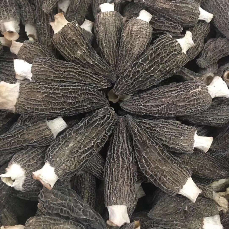 特産食用菌雲南野生羊肚菌幹貨150g頭茬剪柄無根羊肚菌幹貨批發