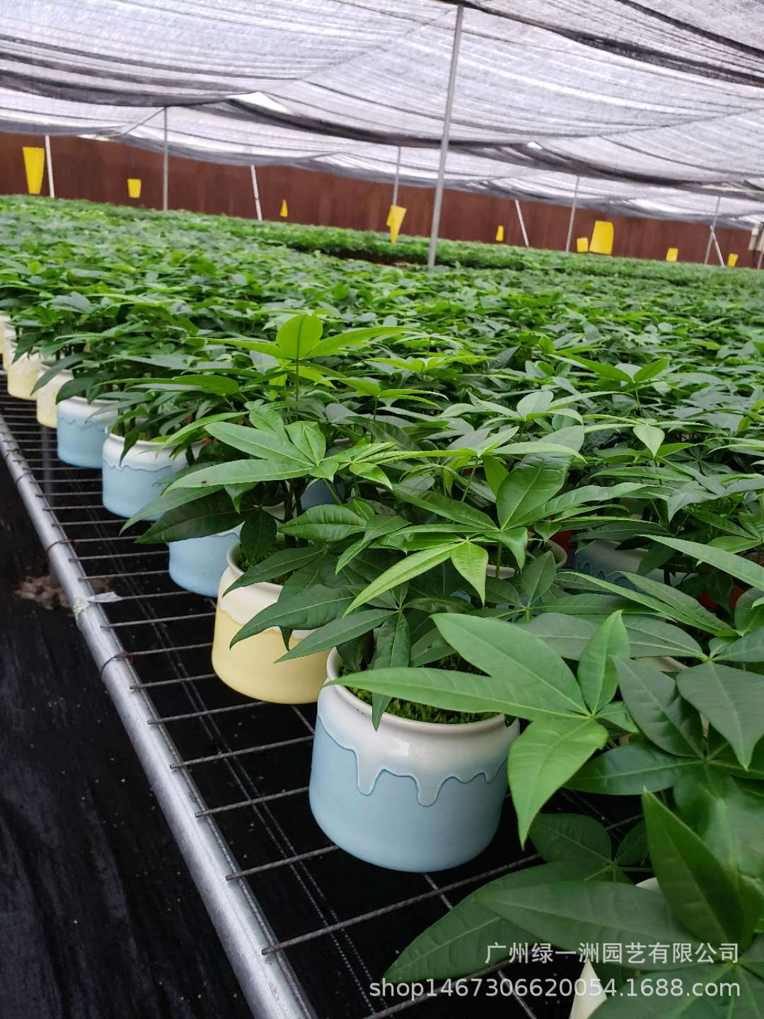 绿植盆栽批发基地在哪里