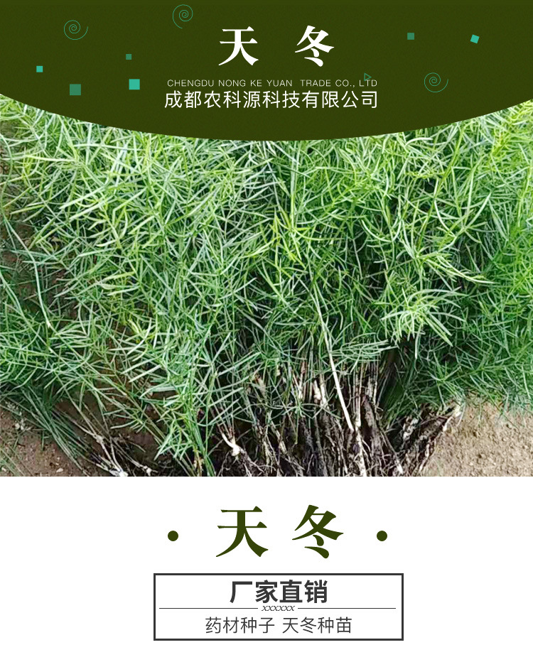 天冬苗的样子,天冬苗,天冬苗图片_大山谷图库