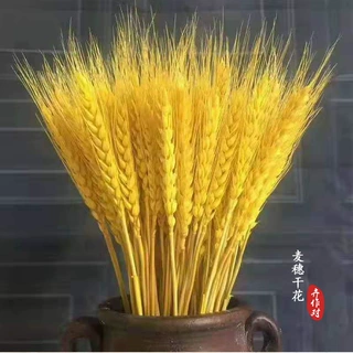 云南麦穗干花花束田园风大麦穗开业家居装饰插花婚庆装饰拍摄道具