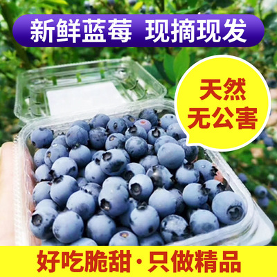 China Express Blueberry Fresh fruit domestic Blueberry pregnant woman Blue Plum fresh Fruit 6 box-packed