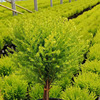Base direct batch of lollipop fragrance pine Christmas tree potting indoor interior courses decorative leaf green plant purification air