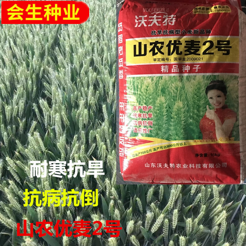 小麦种子批发 山农优麦2号 抗寒耐冻产量高 粮食农作物种子|ru