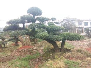 ���l��������С�~Ůؑ ͥԺ�G����Ʒ�@�ֹ�����ľ��ľ����ֱ�N