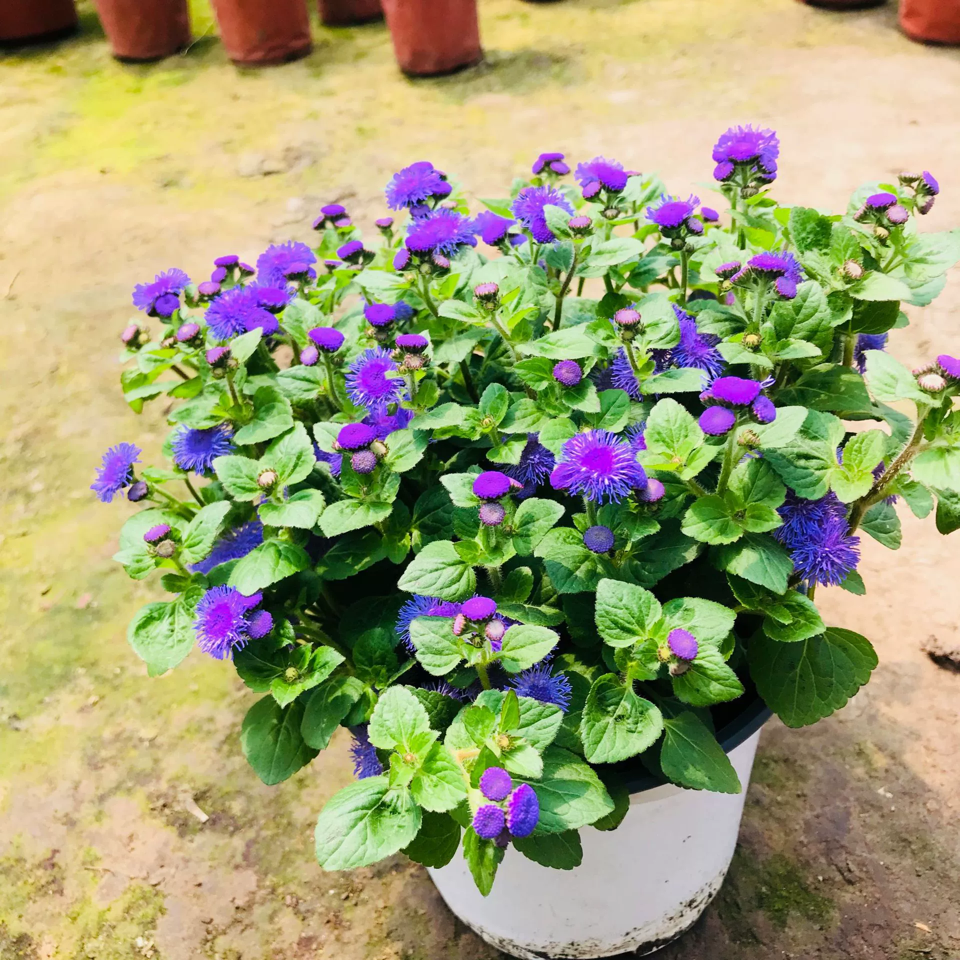 Продажи теплиц Blue Corolla Agastache Ароматный чертополох в горшке Сад Балкон Цветочные растения Цветы Длительный период цветения Агастаче Ароматный чертополох