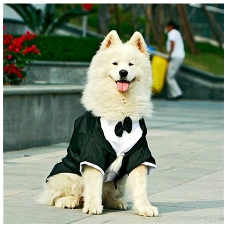Big Dog in Suit-1