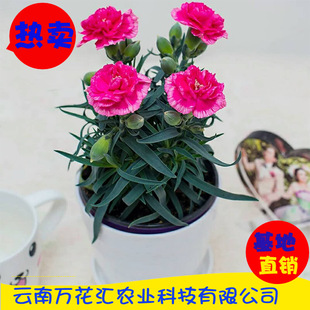 ��Ͽ���ܰ�N�� ��ɫ�r�л�ʯ������  ͥԺ�҃��辰 �ļ��_��