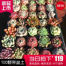 花盆容器;盆栽;仙人掌及多肉