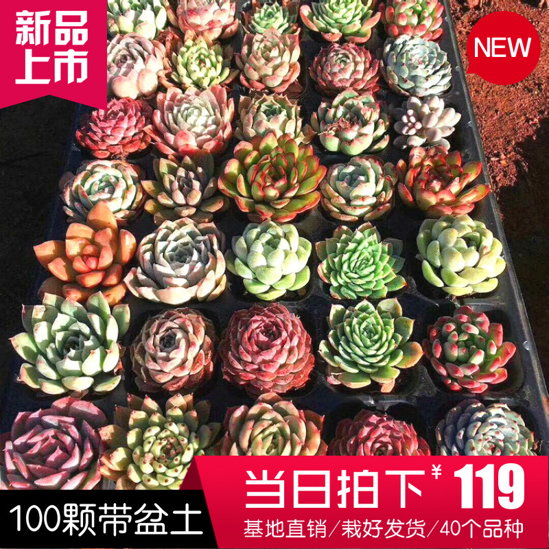 多肉植物批发精品多肉50颗十个品种肉肉植物整箱带盆土栽好发货 阿里巴巴