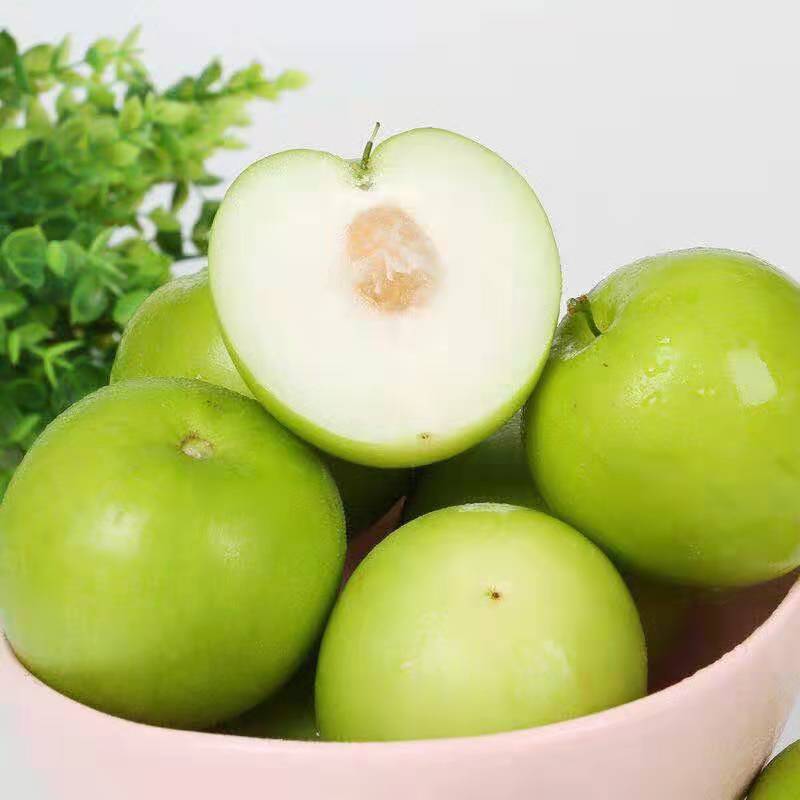 milk Large Qingzao fresh Dates fruit Full container Jujube crispy dates Jujube Wholesale 5