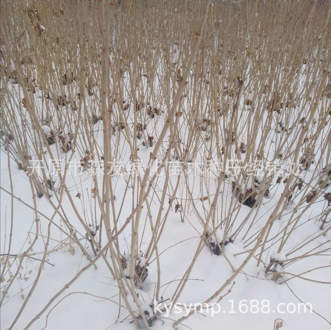 ΢��ͼƬ_20190316213753