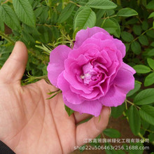 平展平阴玫瑰花苗 垂直绿化大马士革蔷薇 粉色多季开花系蔷薇