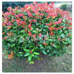 �����t�~ʯ��� �ڷ�80���� һ�׼t�~ʯ���r�� �ļ�����