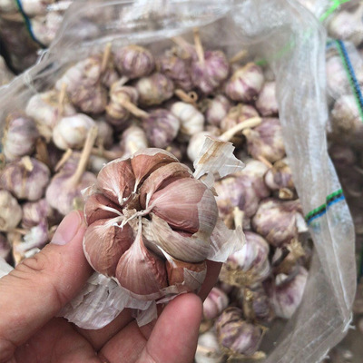 供应出口2021大蒜5.0CM以上cm 10元/kg  2kg起