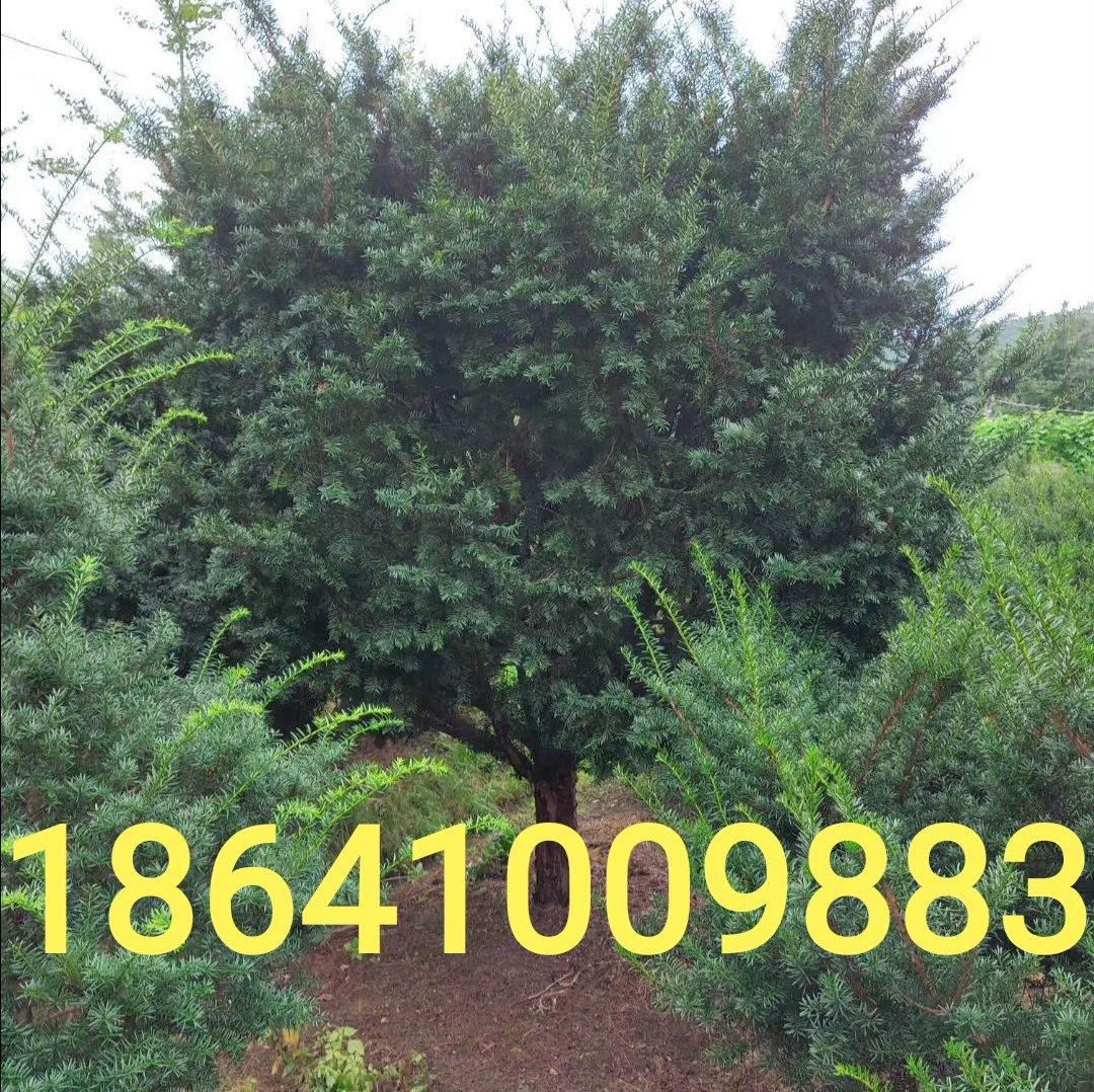 Kaiyuan Meicheng Питомник Налоги Цена Карликовый Тис Северо-Восточный Налогус Оптовая