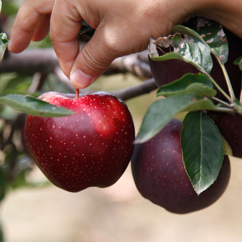 甘肃天水礼县花牛苹果新鲜水果花牛苹果非红富士苹果3斤5斤10斤|ms